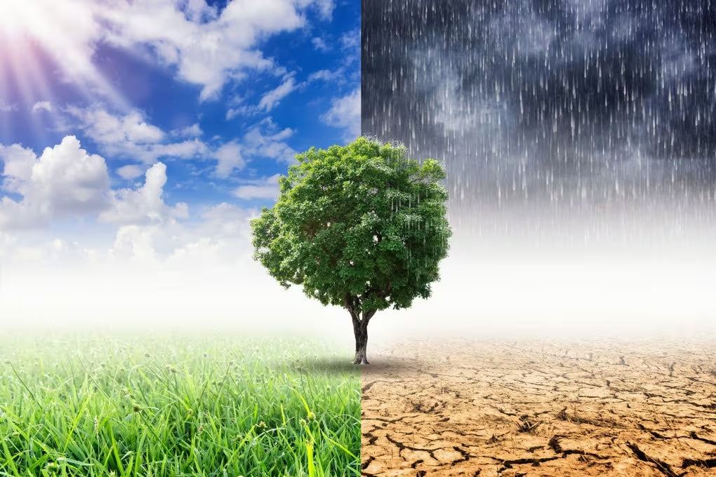 Cambiamento climatico: cause, effetti e conseguenze